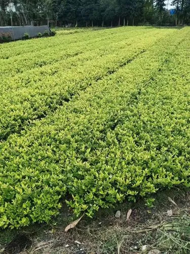 岳阳市政工程绿化资质
