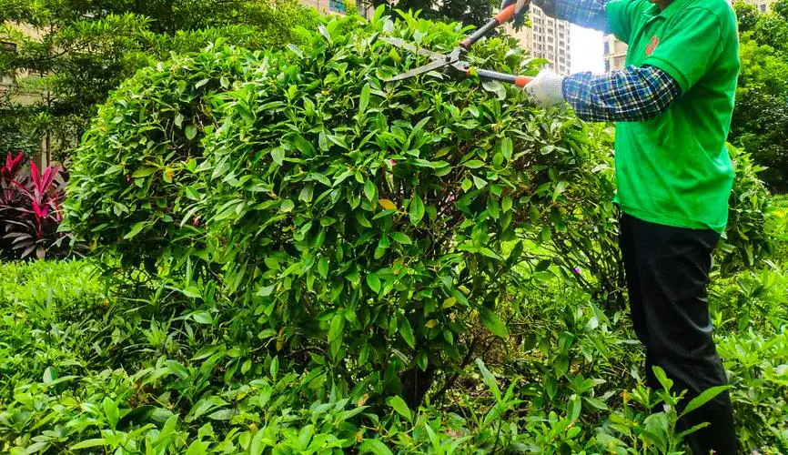五指山绿化工程